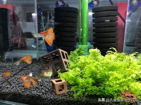 孔雀魚要養幾隻|如何養好孔雀魚？重點是這3個方面，你知道了就能養。